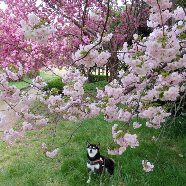 C80a83d6 086c 43aa 87ad ab2b9a99532e 1555893595873