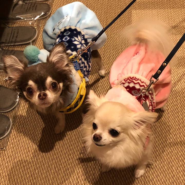 C80b34c2 2eea 42a0 b2ac bbabd3777f0e 1546257674522