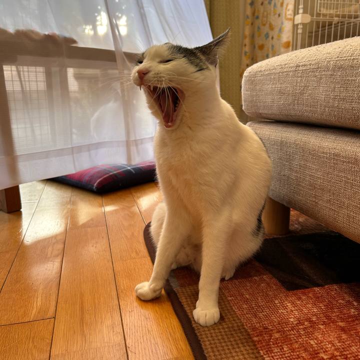 C80ce023 9db4 4c65 80bb 3f60fc77adbd 1768376124665