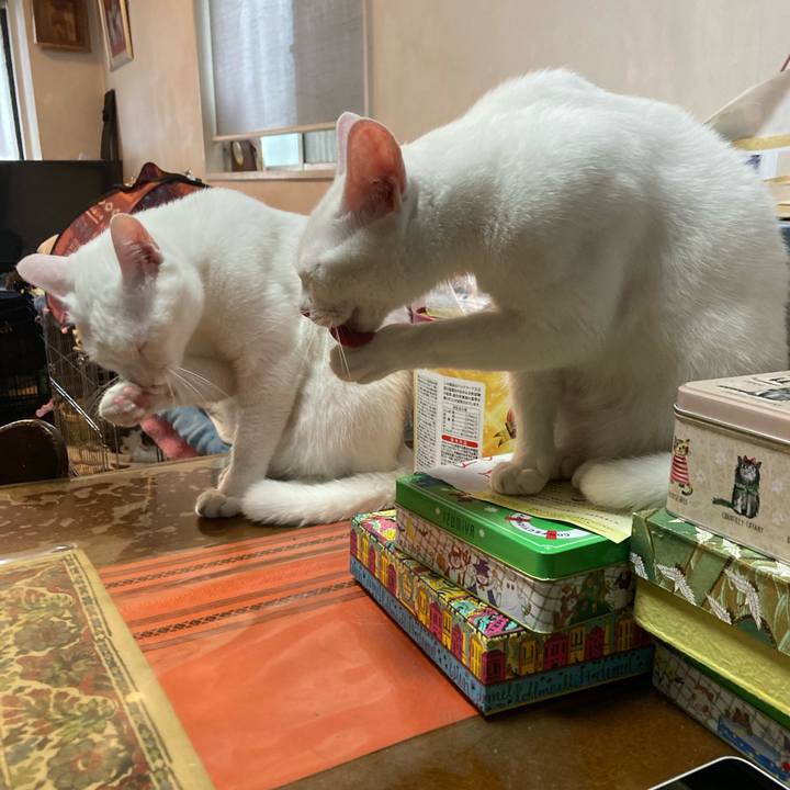 C80d11ea 3f6d 4590 9c85 140e4d5f3e48 1716418892089