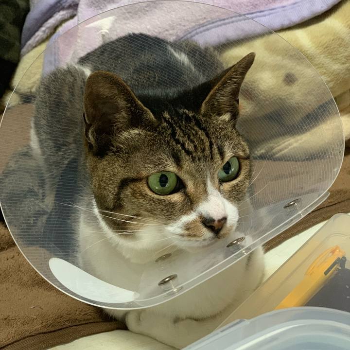 C80e3fef 8372 411d b210 7c12552eba91 1553907060510