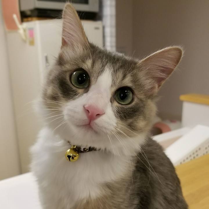 C80f48ff 0732 4d53 b5f0 da181cd53ef6 1513521397928