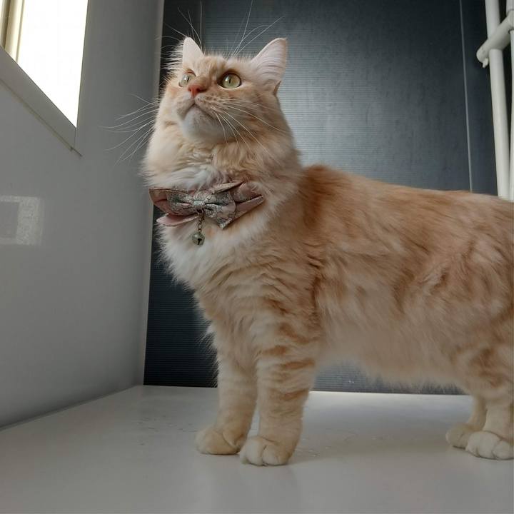 C810a048 8b47 492f 96d1 50b411d40c8b 1737540697085