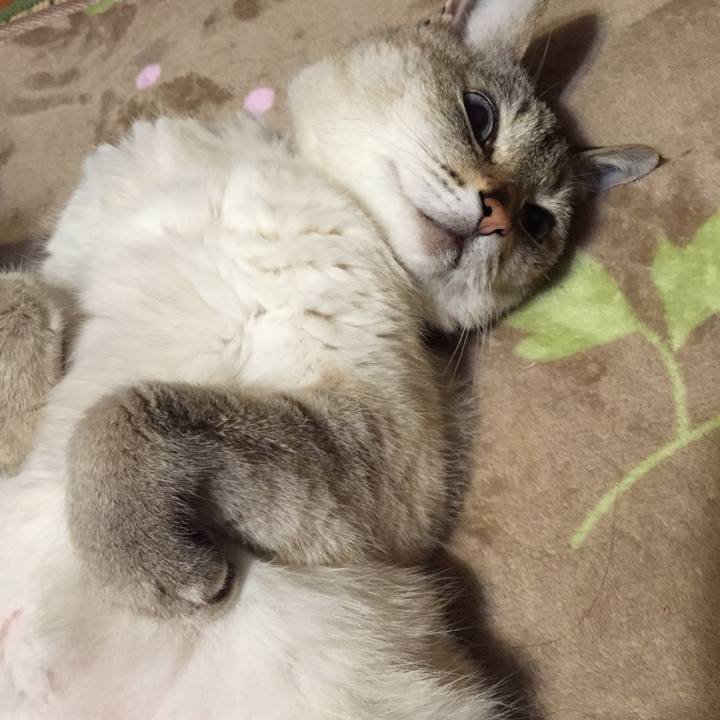 C8111056 33c1 4727 9f6a 0df0d36bb900 1527763926589