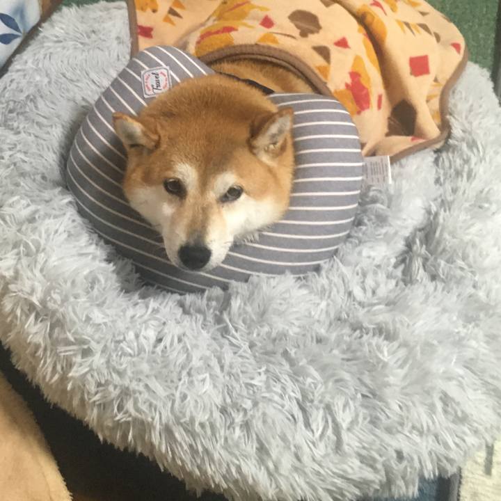 C813ddb3 a2b7 41e9 af8c c315db997f8e 1636425340250