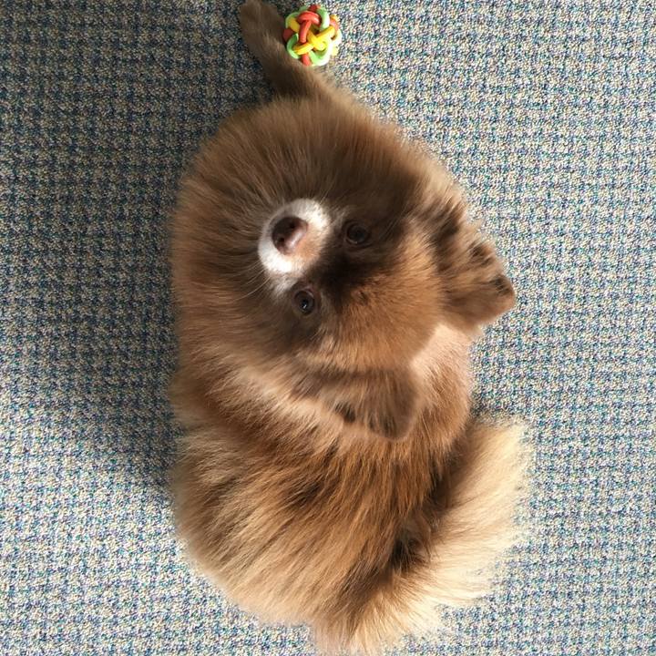 C818f465 9704 4c1f b713 10e4747e21e3 1512597094381