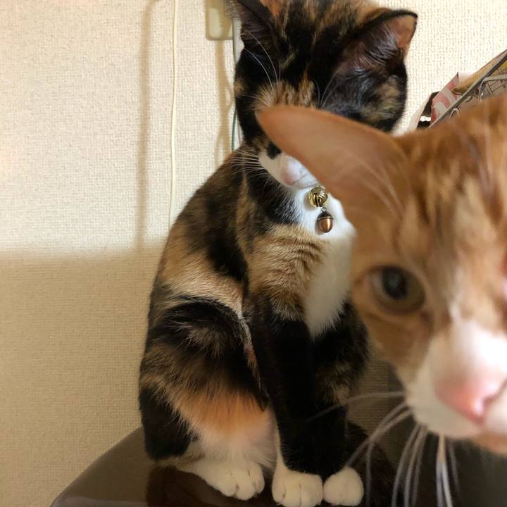 C81c41ec 04b8 49c4 a91e 438b955c9cb8 1576202854580