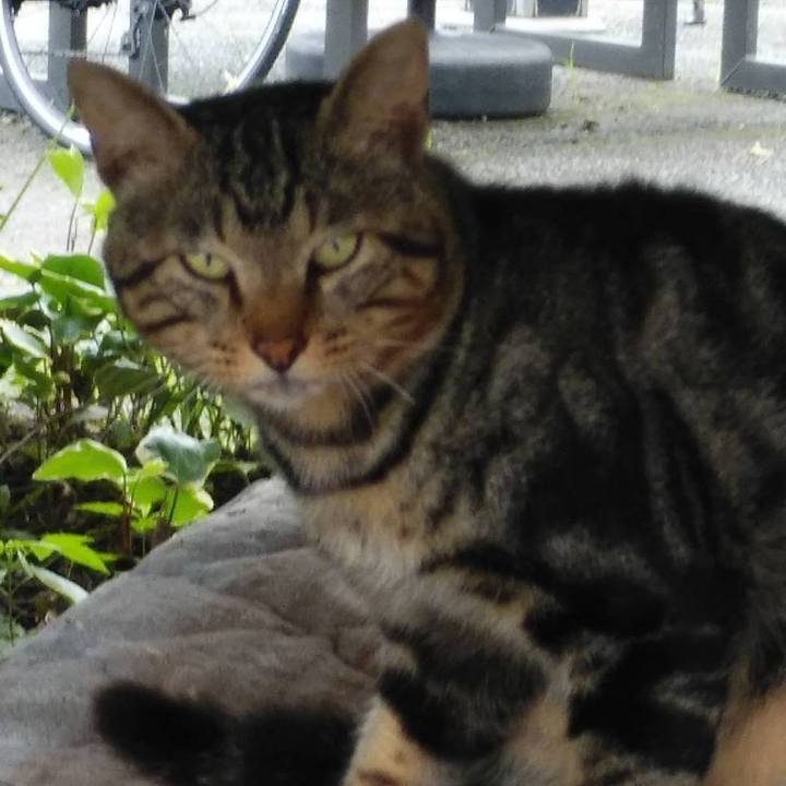 C81ce28f 442d 4a66 a9af c1a44256a9ac 1595291139600