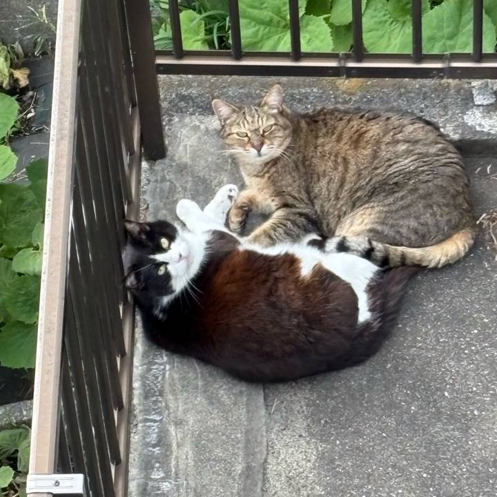 C81ce968 bdd3 445d b2dd 45ef400427c7 1774590810440