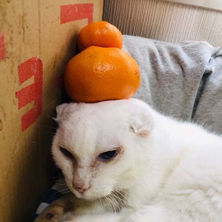 C81d85e5 b891 4011 b8fa 91ead3873fce 1546326263508