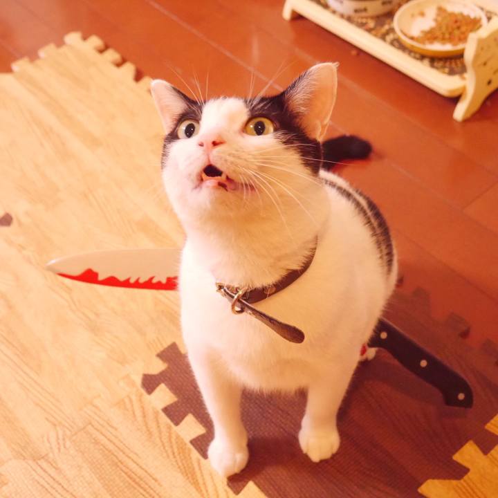 C81dfbee 5342 4f5e bbe5 a360ef72228e 1516859197613