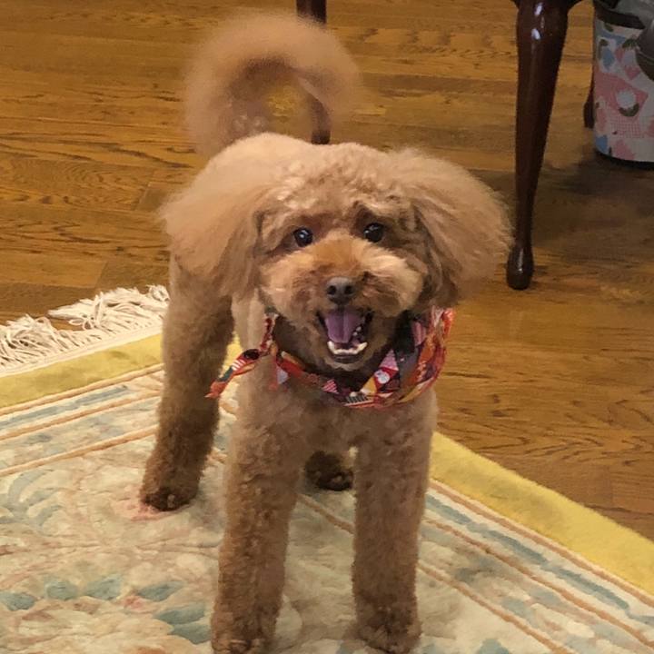 C81e48c7 c855 443e 979c 9afa5719070e 1545648265453