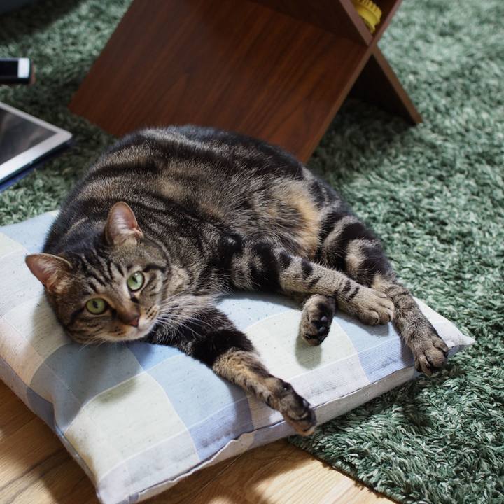 C81ff407 ed1a 4f85 b536 47c8ef086bd2 1586266633589