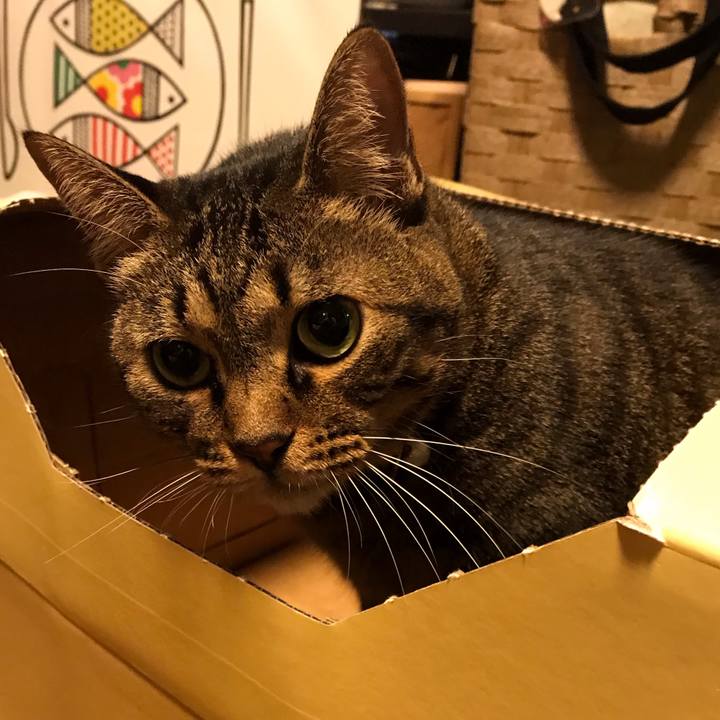 C82137b4 1c74 4aef 936b d0afc404fc2a 1541174200685