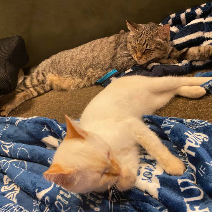 C82a5b54 f1d8 42bd 8854 056178e4e350 1577966839104