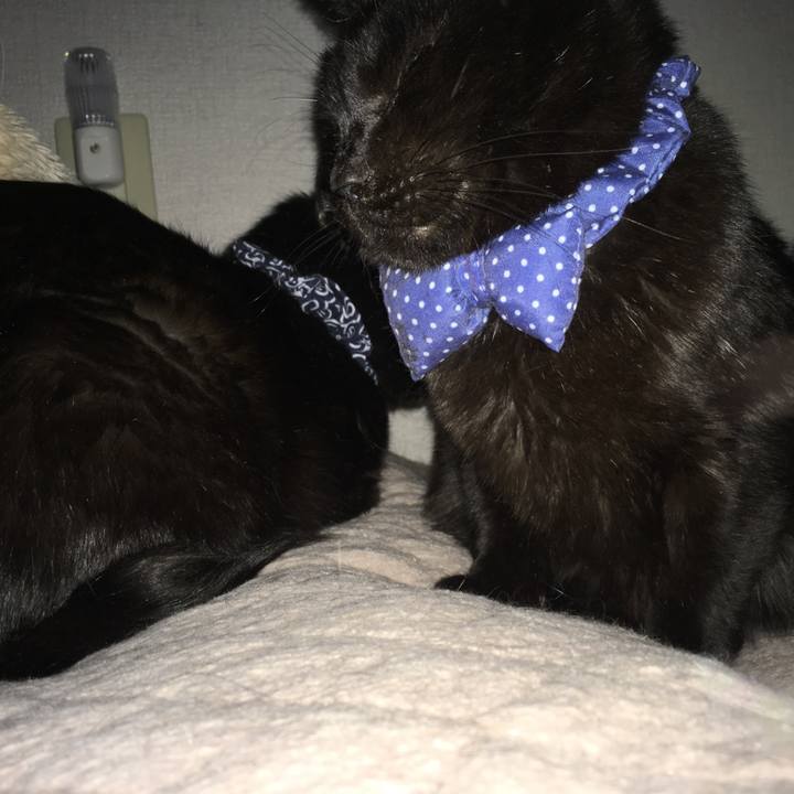 C82bb215 77f3 4fb9 a867 6f0e52a0d861 1552599811886