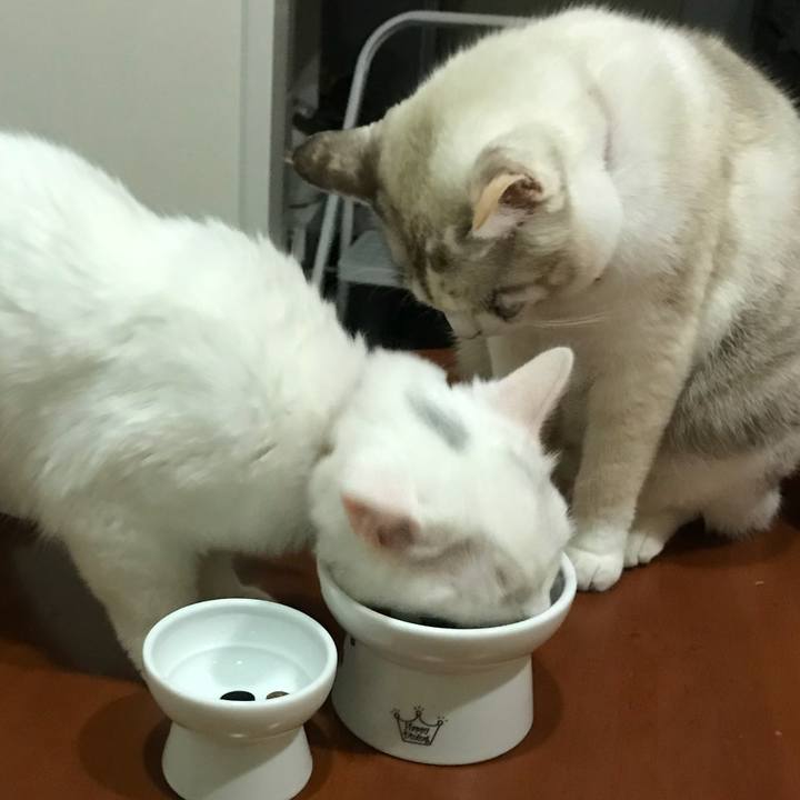 C8338b36 31e1 4f38 8f79 aa1be0961b8e 1511180882491