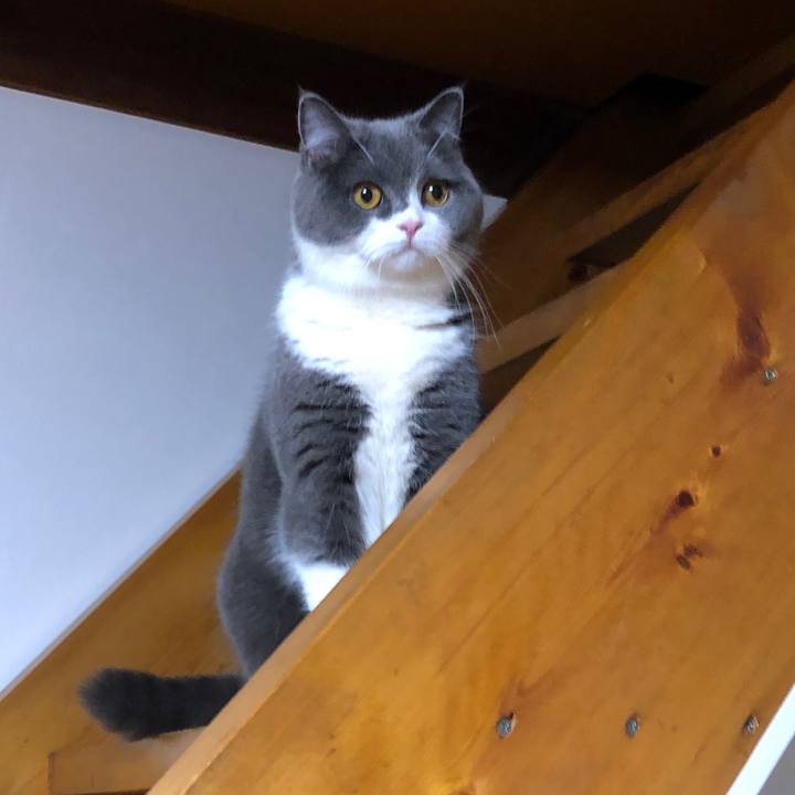 C8338d26 e0b8 448d ac0b fbc3b85366c5 1552906340510