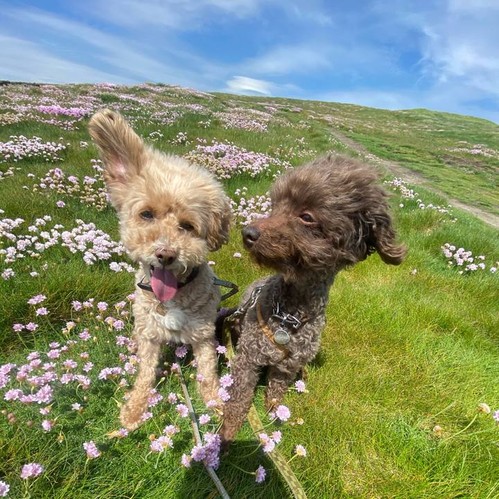 C834a261 2018 4bd4 9f50 030e969e0e42 1622464985405