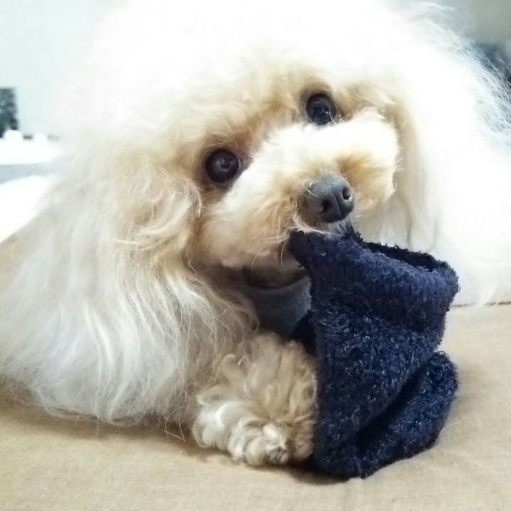 C83b3cd8 e11d 4f4b a19a 8eebf4017a8e 1539247773856