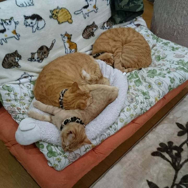 C83d7e57 cc14 4f1a 9ab3 49a67154bbe3 1542699516752