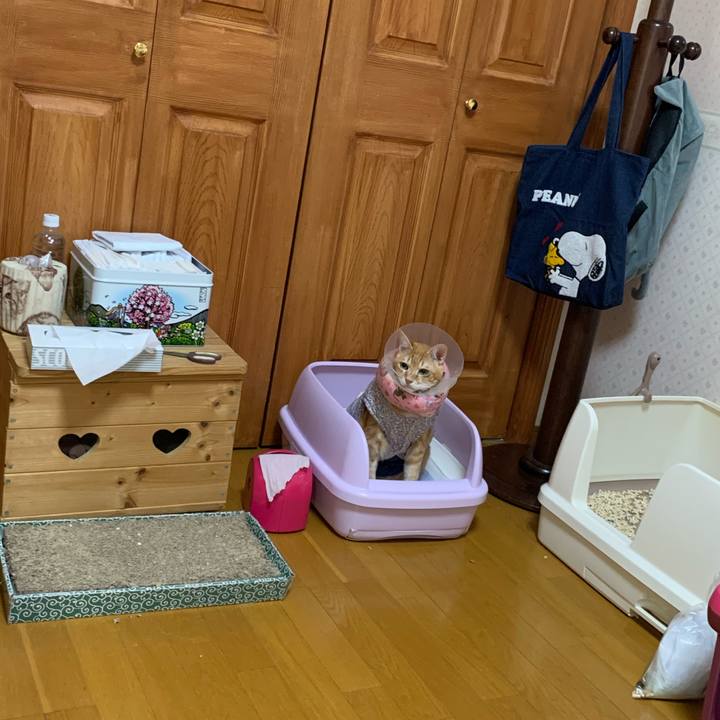 C83fcd08 e3e8 41a2 947c cad93307ca9a 1621110041759