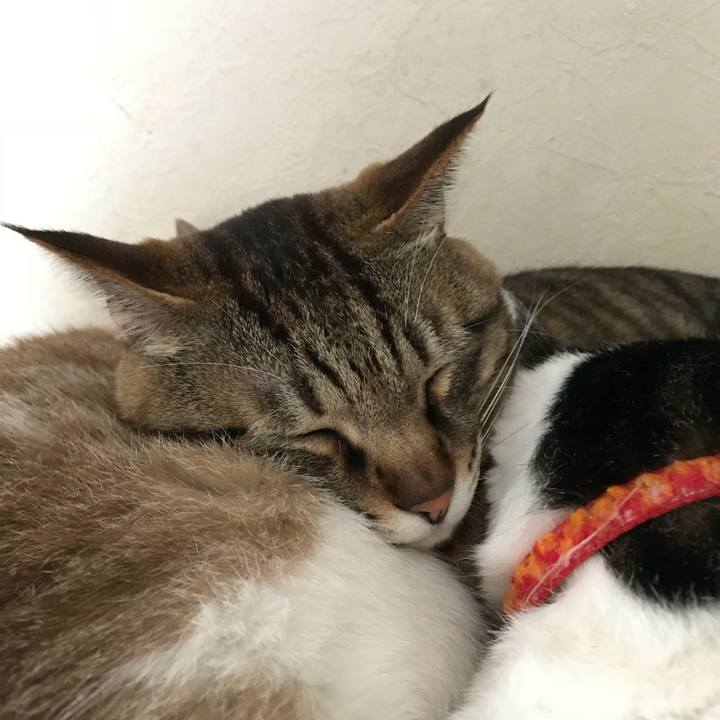 C843fc8b 1853 4790 9dba e70bc9dc2ab1 1524632129791