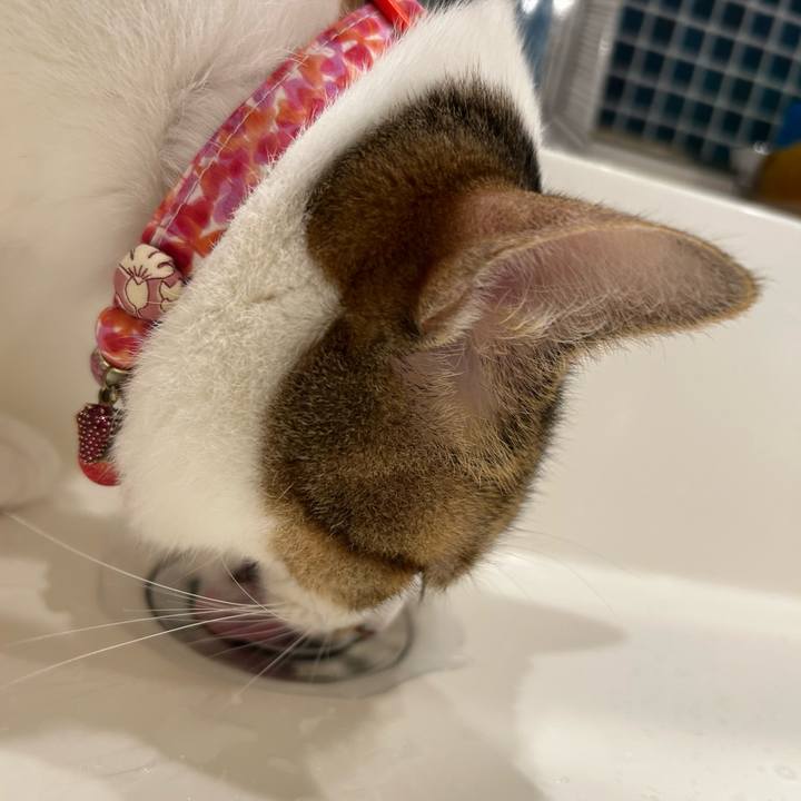 C8449c3a 6d33 4730 8296 64bc76e3d66c 1756603009124