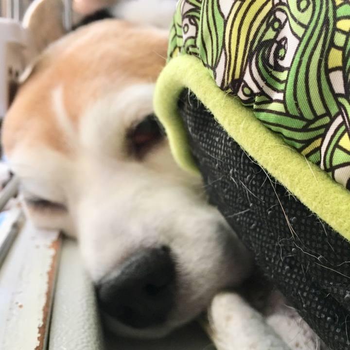 C847270a 1b42 4e58 9412 0e05324edd77 1559795966738