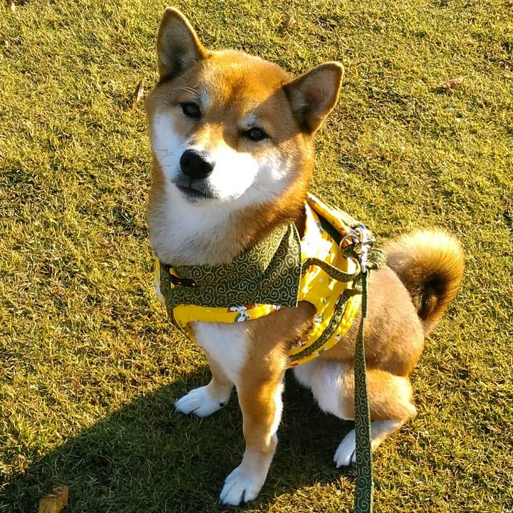 C84eb5f1 0368 423e 9d88 a57475d61df2 1510013608061