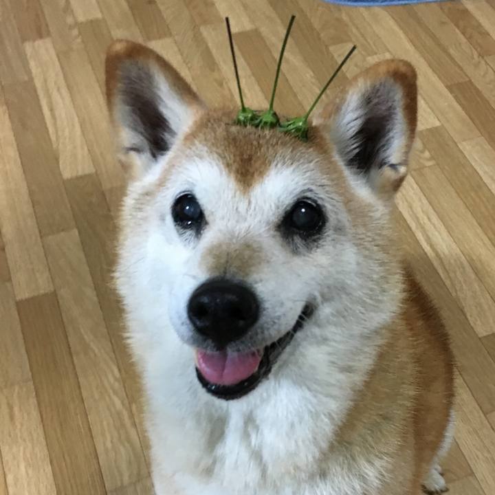 C8502570 935f 44fd a128 4c67ef8766ca 1507930409942