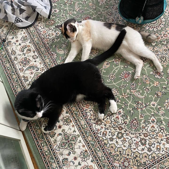 C8506669 aafa 452f 929b c2fab503118c 1682837978710