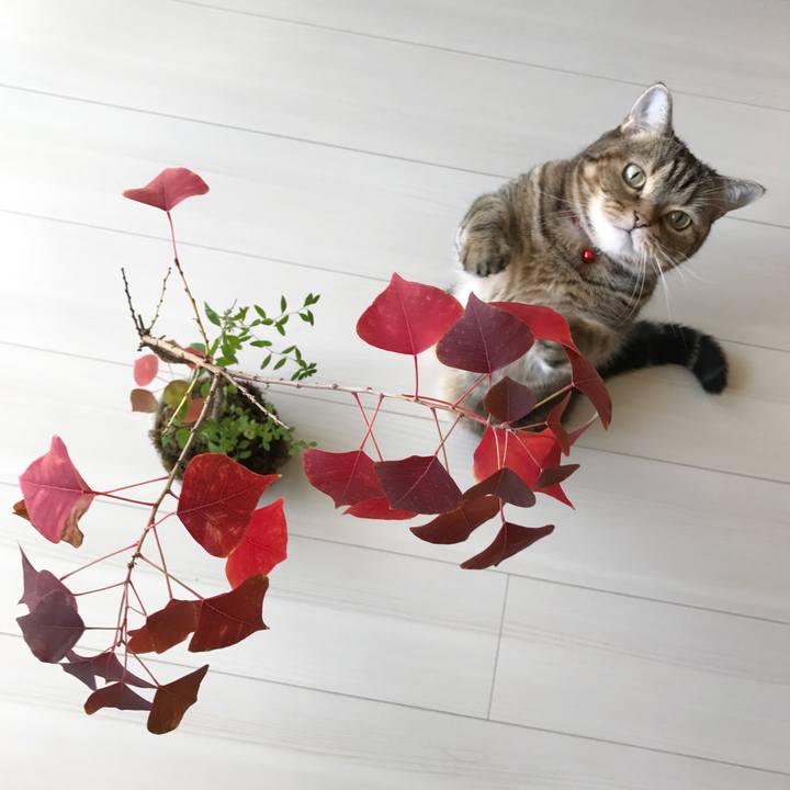 C851472b e361 4eac ac19 d00f9211fddf 1541552112656