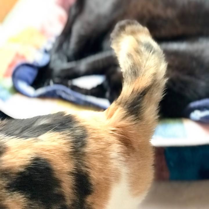 C853ab78 d6b7 4cda 8af0 e9df7b030f5c 1528081468370