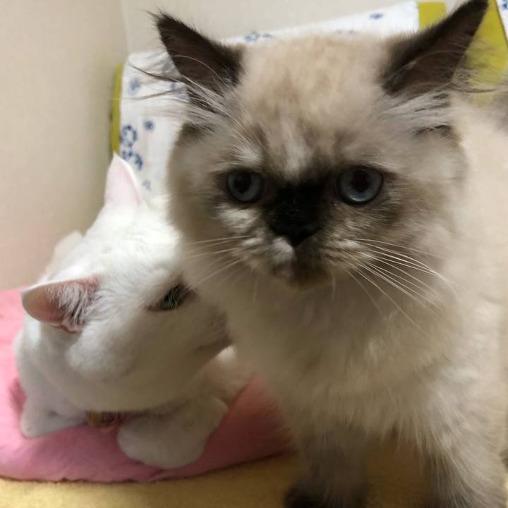 C855454e b932 4601 876f 2842980db57a 1631328438817