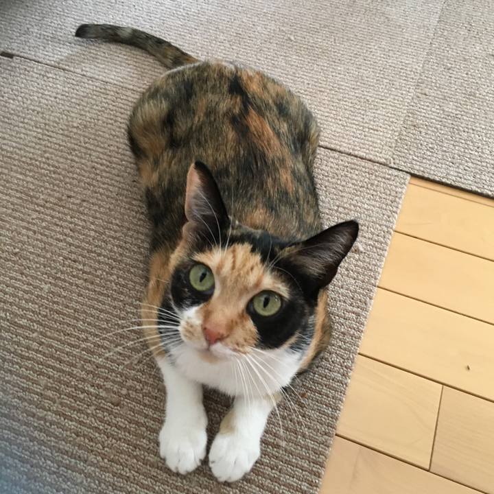 C85772ff bb04 4194 b348 efa1c984a770 1515145119290