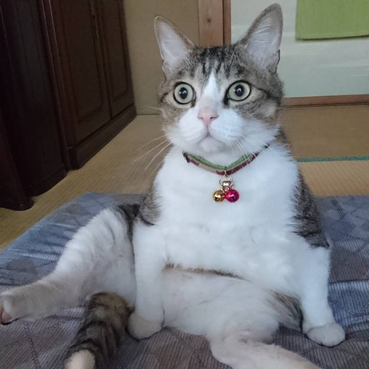 C85c6a96 14dc 4e10 bf0a 7ae492c76e8f 1763290821596