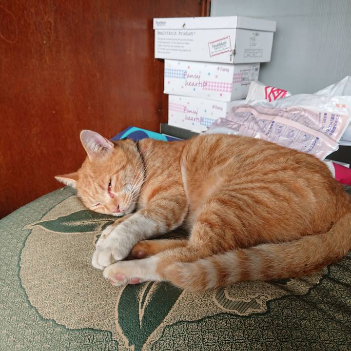 C85cae5f 1bd7 4ce0 9e86 73763ee61cd1 1571526148993