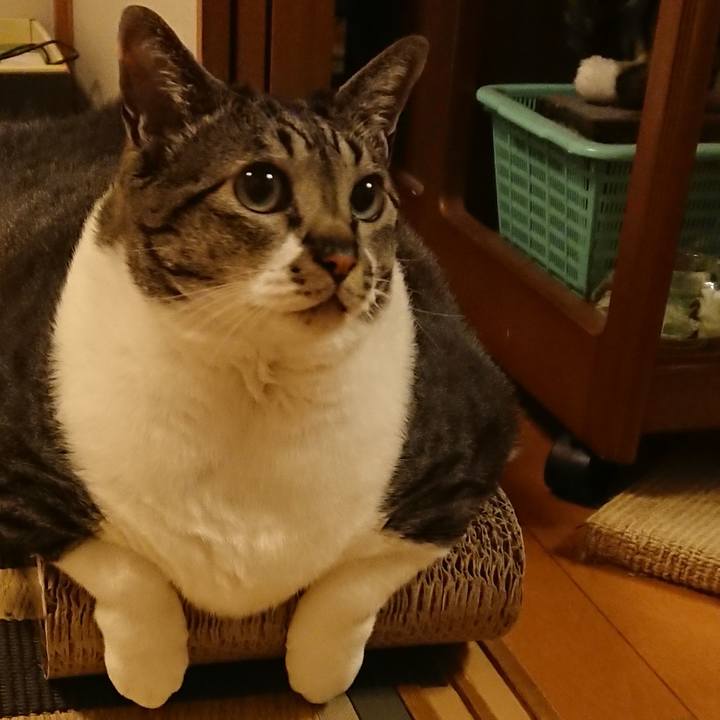 C85dc560 a3a4 45fc a51c 59cca7a3c566 1560425496753