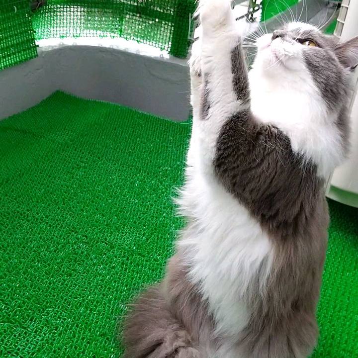 C85deb4c 1db5 41f4 ad37 abe015f81c0b 1585535620146