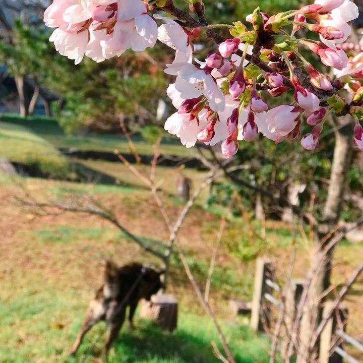 C85f4d61 31ab 40fc b382 a336c32ea967 1522912130481