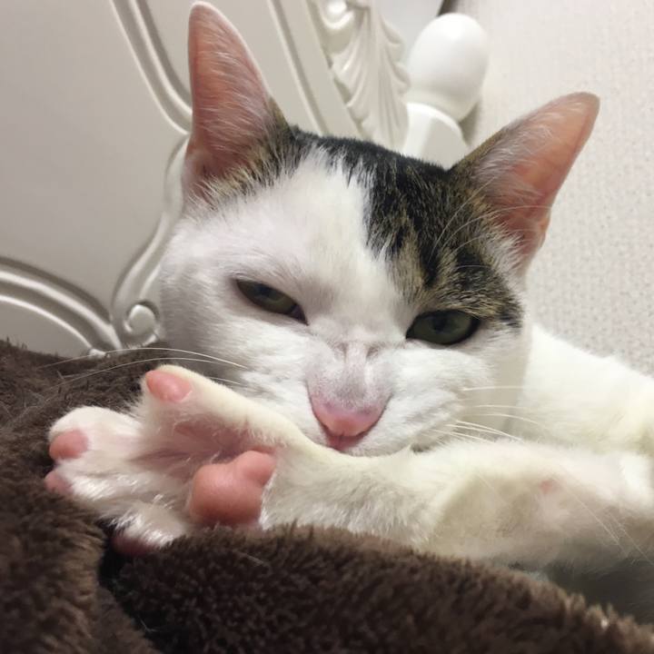 C86045bc 20a0 4a42 84a9 325448dbdae5 1512735228176