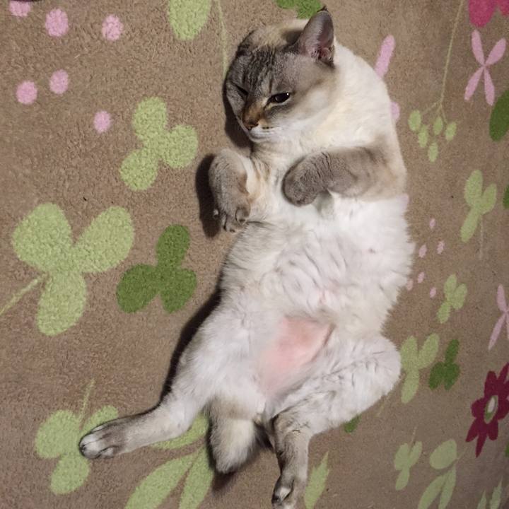 C860d24b b200 4fe9 b055 bc011a2d10d4 1544267083621