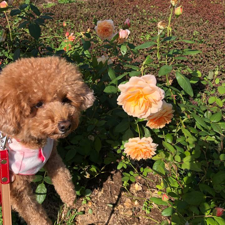 C86187cf e5a6 43bc 8011 ab4d042fa3ab 1575631145028