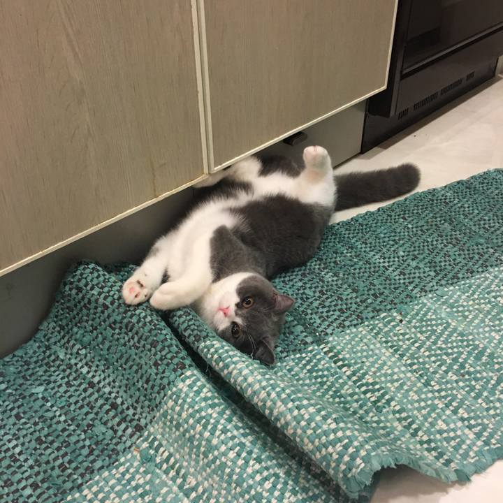 C86251e0 7dd8 4cbb b37e 22ab3a4d3aa1 1510836900156