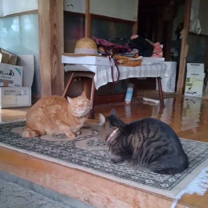 C866d2a1 d376 458f a67e 33a8481414ca 1731499180883