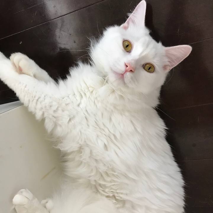 C86738be 22fc 449f 8a2b 41264632c505 1527071268520