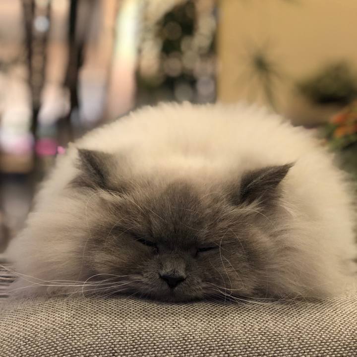 C867858c 6a2b 48ef ba8b 8d9af9ef2b2e 1546508244416