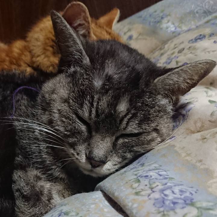 C867b9f6 3f77 4c4c a376 524ff894e27d 1582632939429