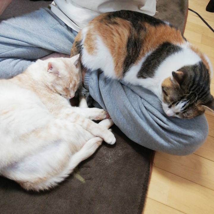 C86a37ad 4ffb 4a3b a1ce 1cdb1ed59f32 1619932739295